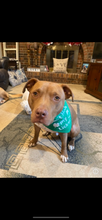 Load image into Gallery viewer, Dog Bandanas Personalized - Knot In Your House